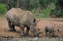 black-rhino-and-baby