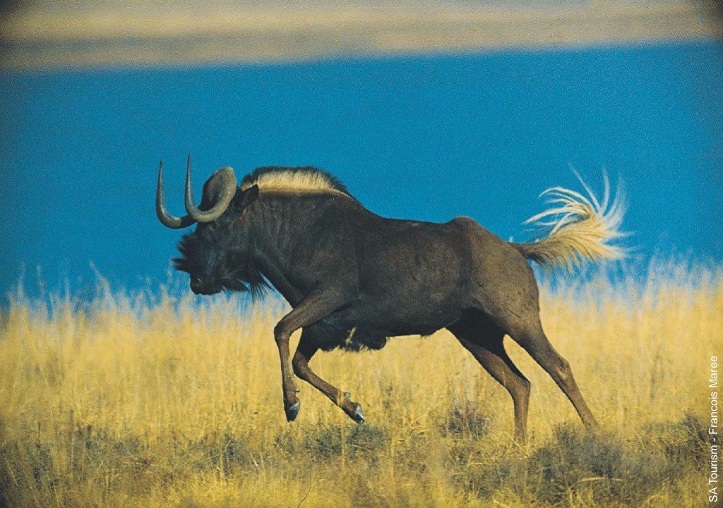 black-wildebeest-01300120b.jpg