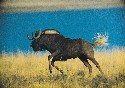 black-wildebeest