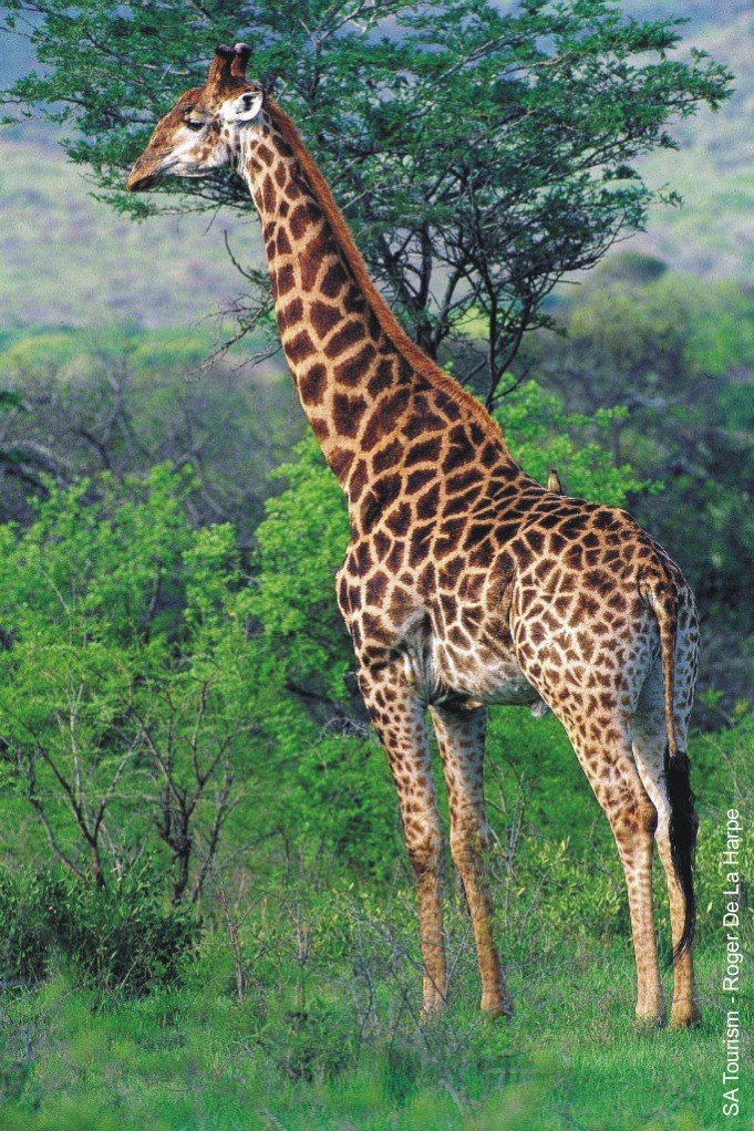 ۩۞۩♠صورحيوانات اليفة ومفترسة♠۩۞۩ Giraffe-01300813b